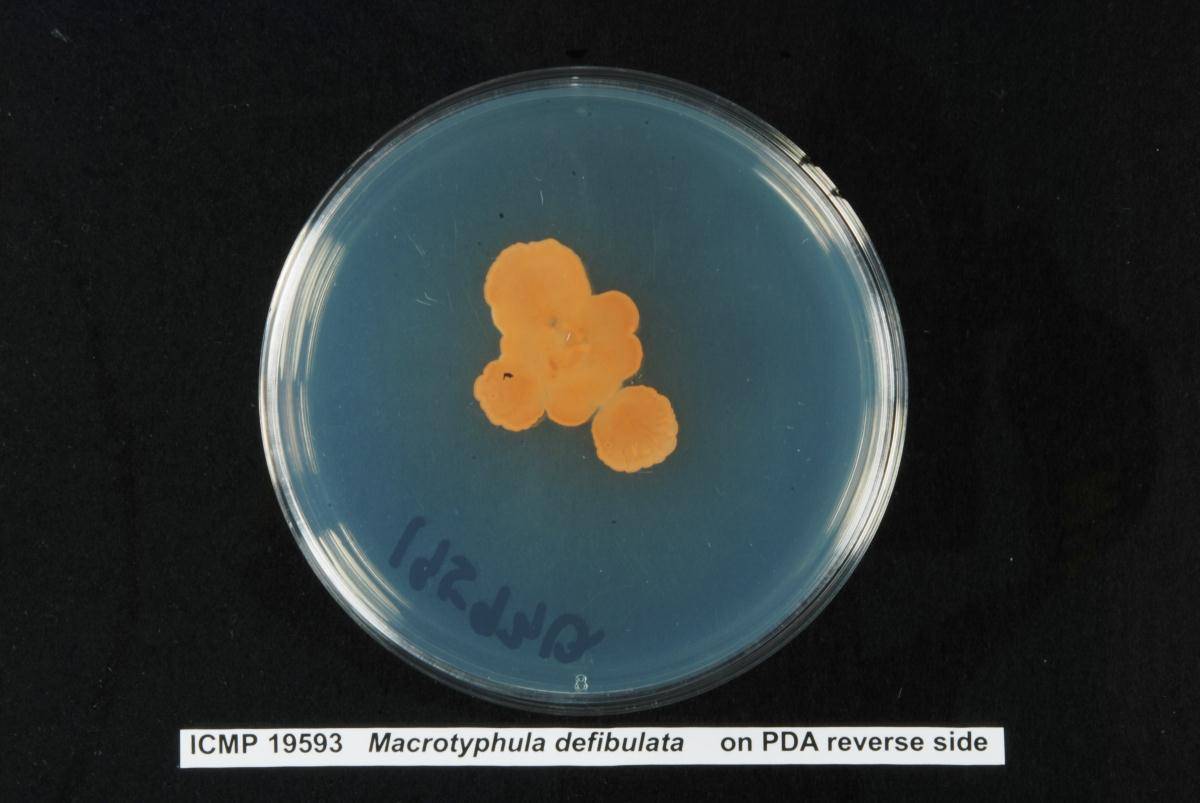 Macrotyphula defibulata image