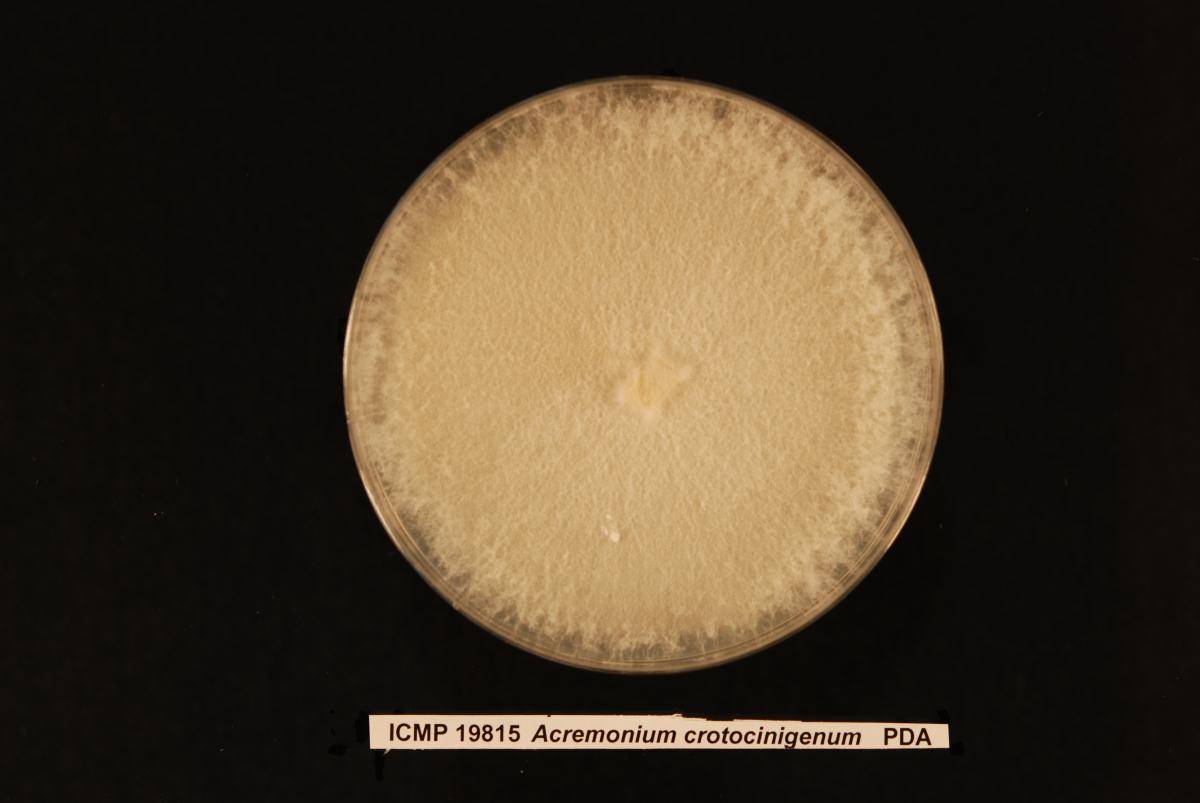 Acremonium crotocinigenum image