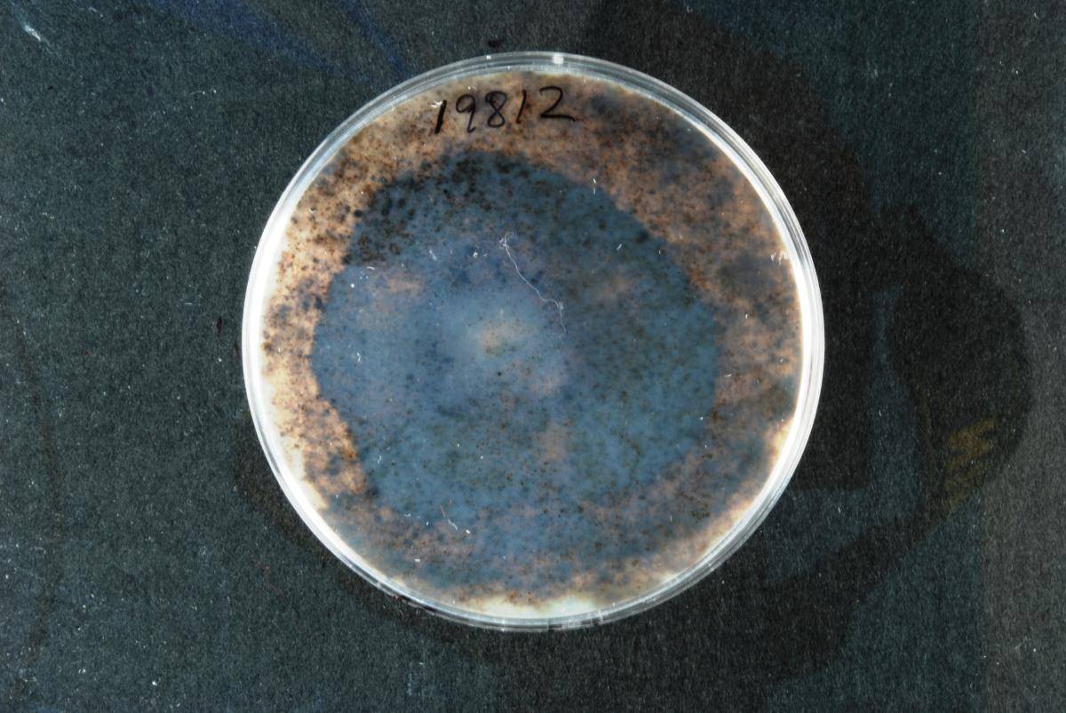 Ciborinia camelliae image