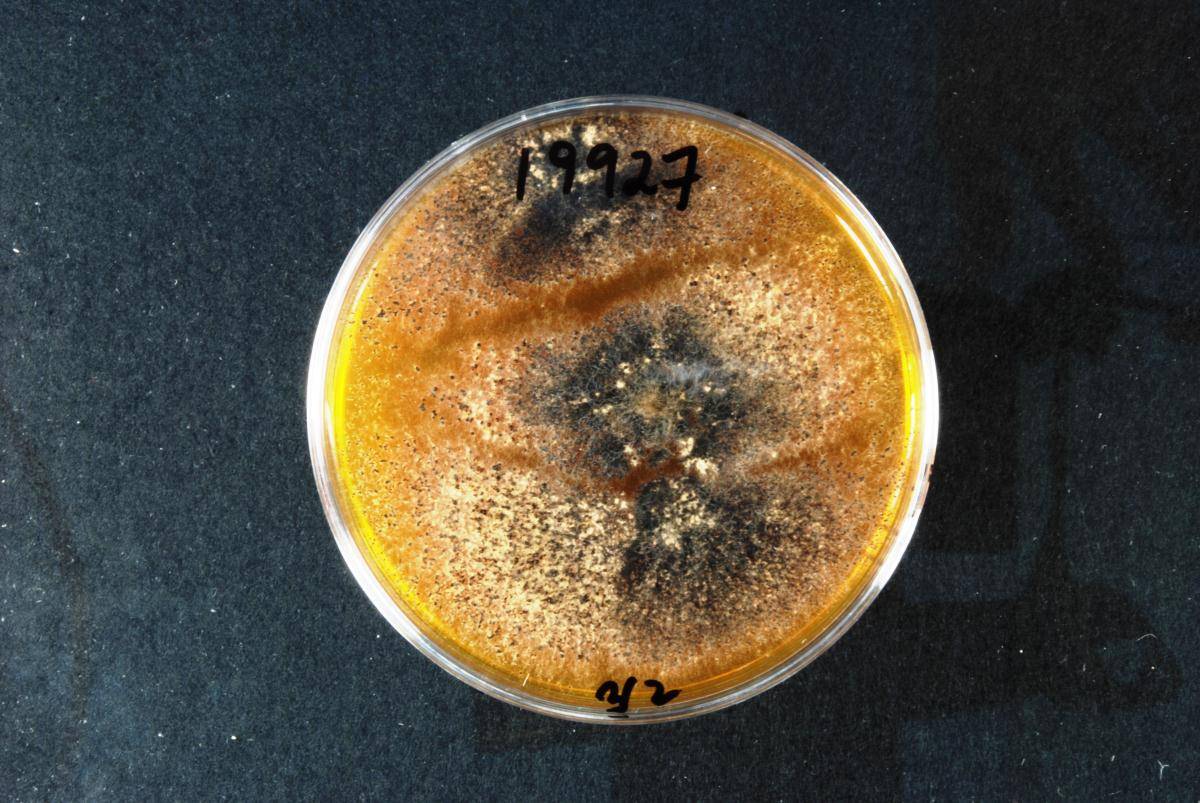 Epicoccum italicum image