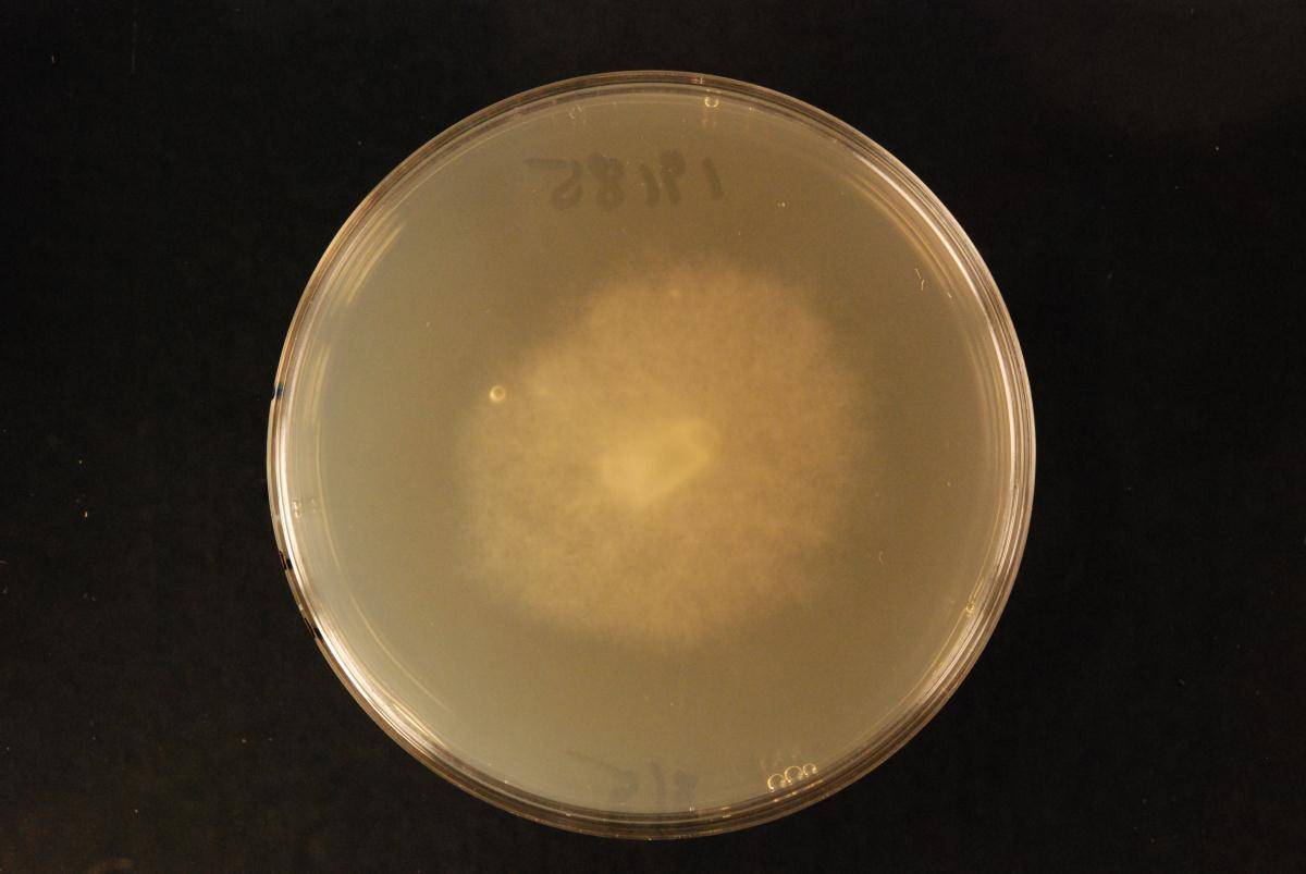 Phytophthora agathidicida image
