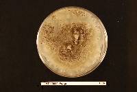Coniella castaneicola image