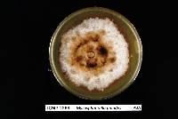 Mycosphaerella pinodes image