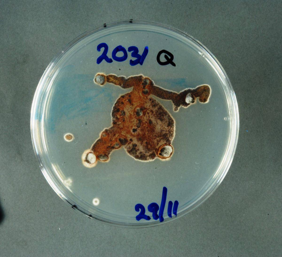 Septoria citri image