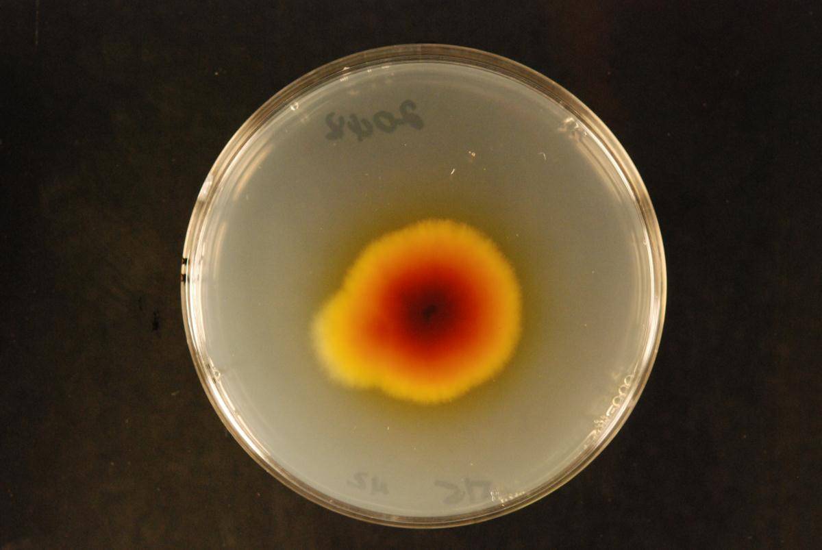 Epicoccum purpurascens image