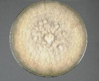 Phoma cucurbitacearum image