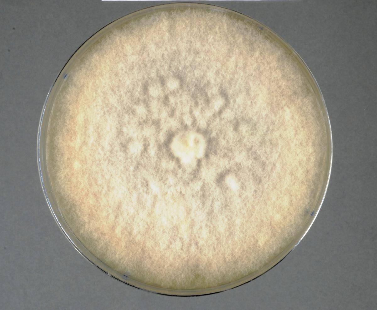 Phoma cucurbitacearum image