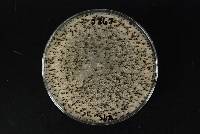 Sclerotinia minor image