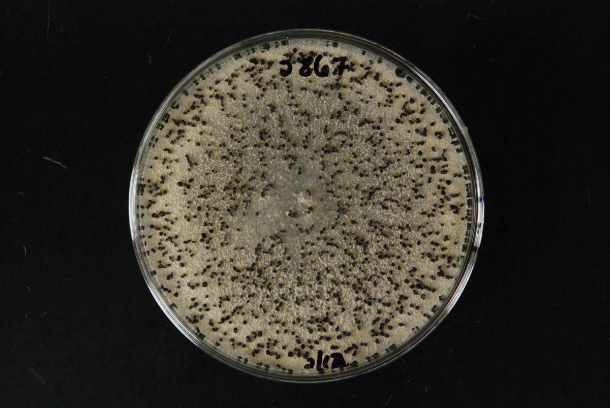 Sclerotinia minor image