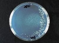 Saccharomyces cerevisiae image