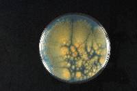 Aspergillus tamarii image