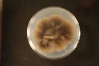 Berkeleyomyces rouxiae image