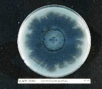 Verticillium dahliae image