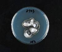 Verticillium dahliae image