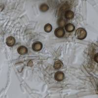 Ceratocystis paradoxa image