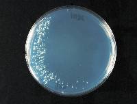 Saccharomyces cerevisiae image