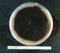 Ceratocystis fimbriata image