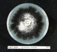 Verticillium dahliae image