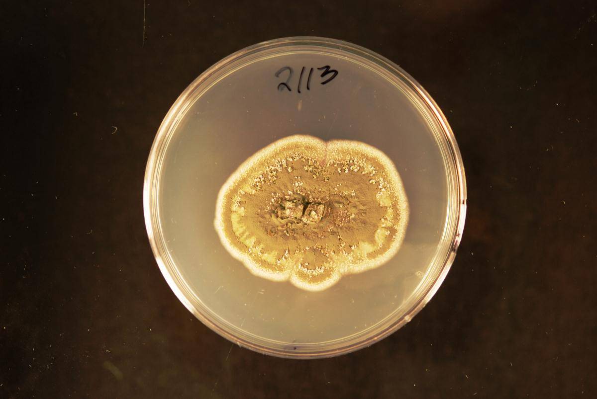 Metarhizium novozealandicum image