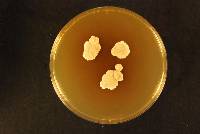 Aspergillus chevalieri image