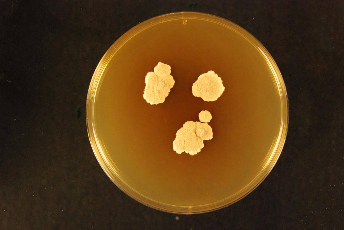 Aspergillus chevalieri image