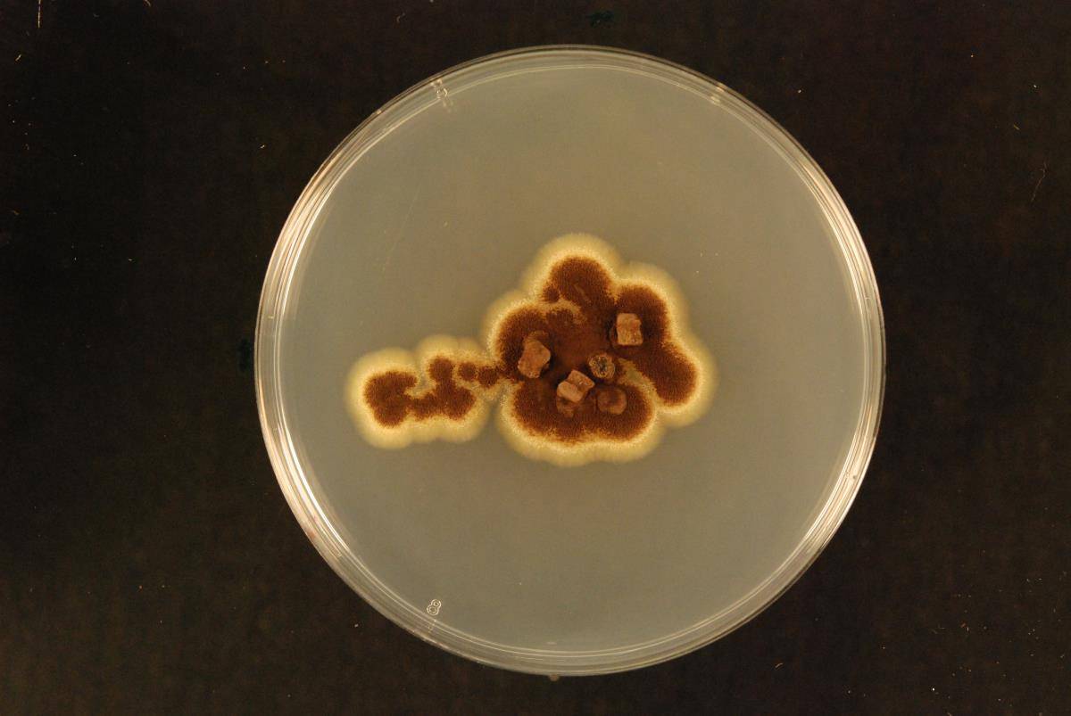 Aspergillus brasiliensis image