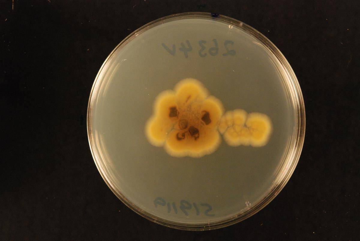 Aspergillus brasiliensis image