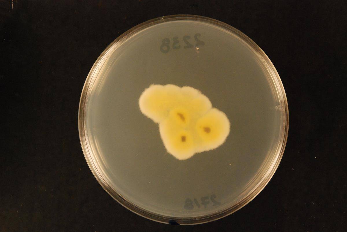 Aspergillus pseudoglaucus image