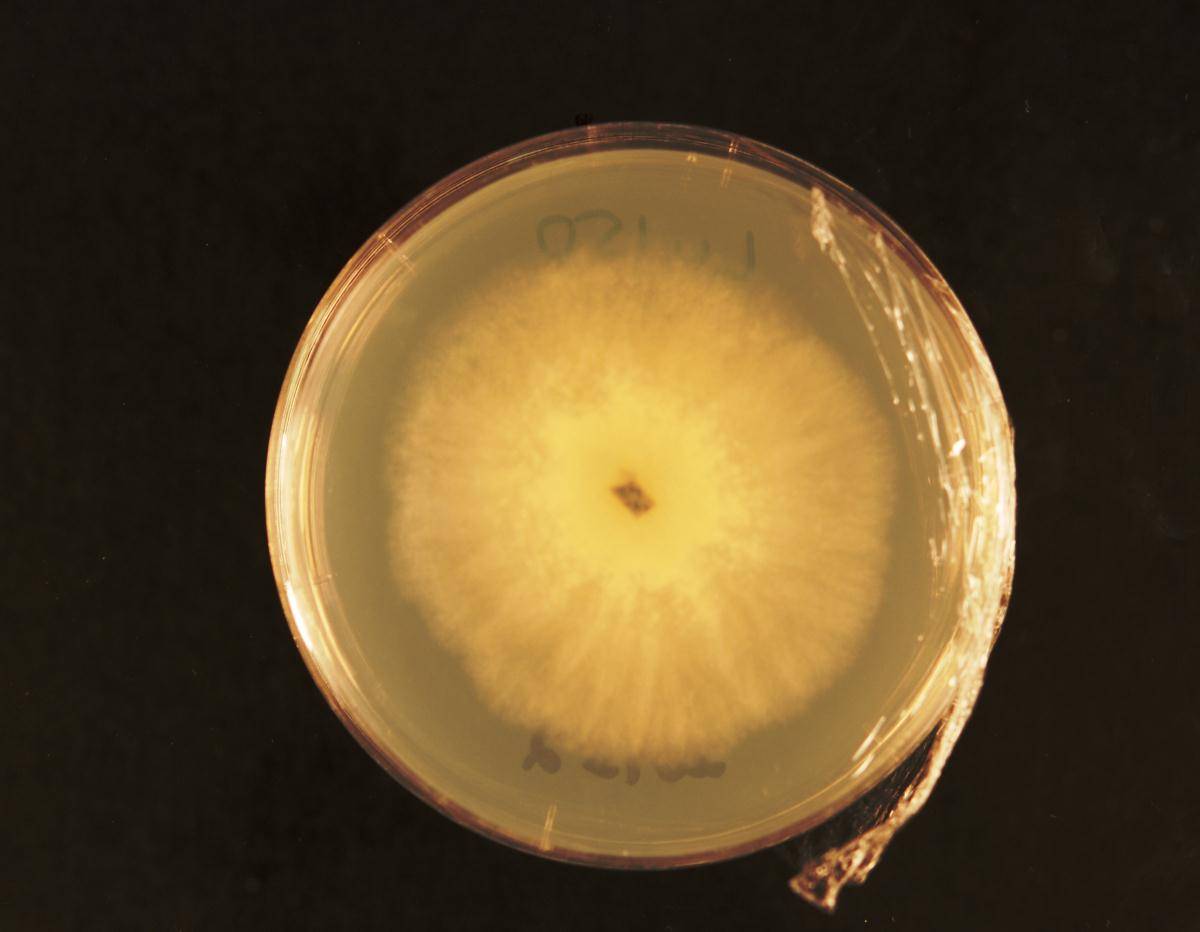Trichoderma asperellum image