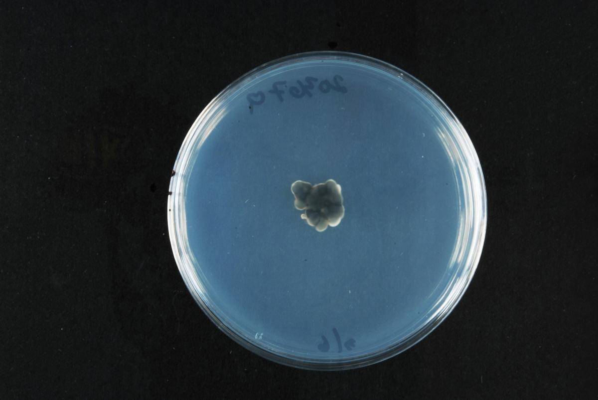Phaeoisaria image