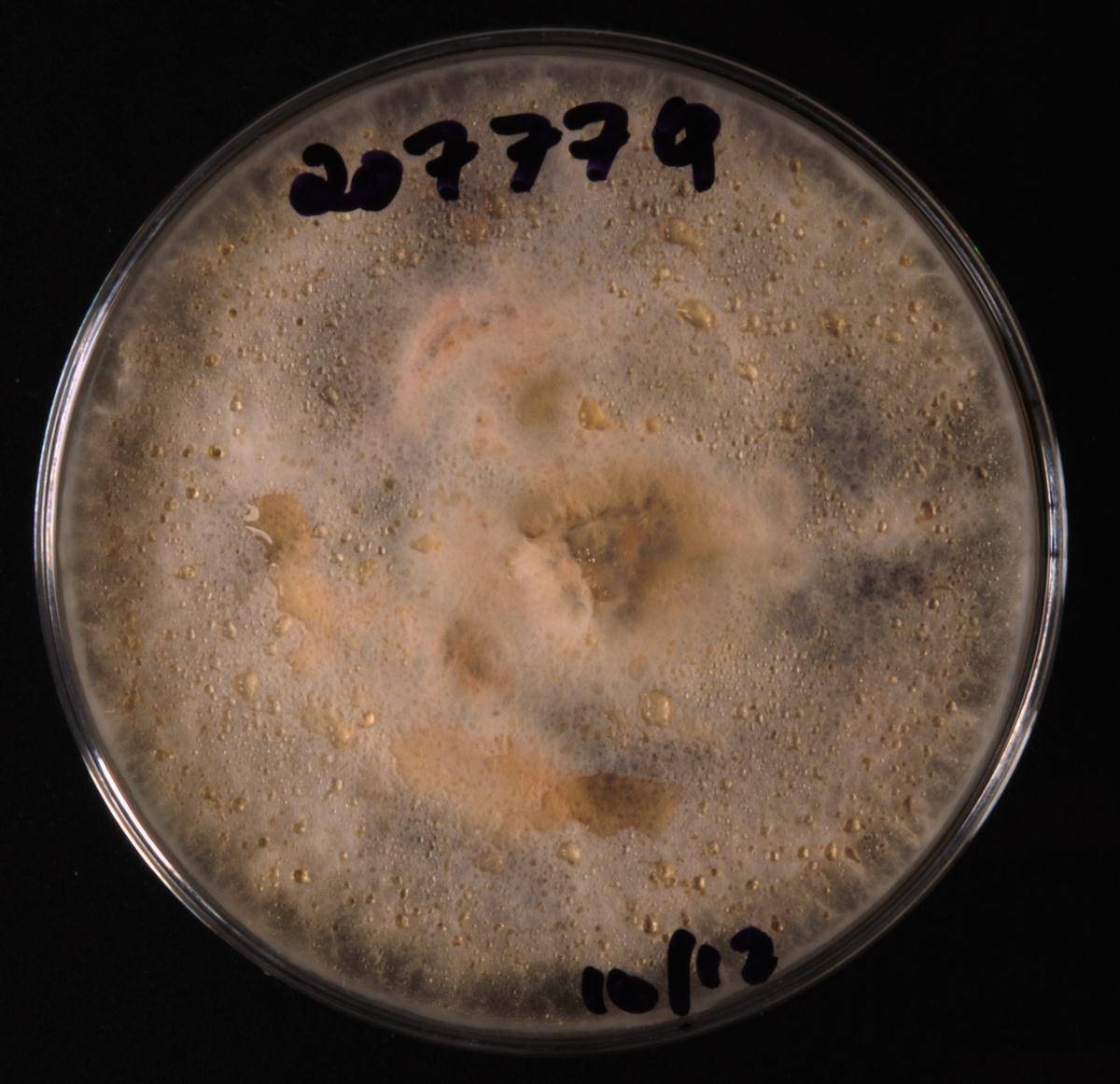 Parastagonospora italica image