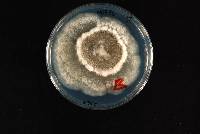 Phomopsis fukushii image