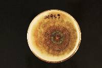 Trichoderma fertile image