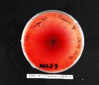 Fusarium culmorum image