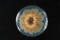 Monilia mumeicola image