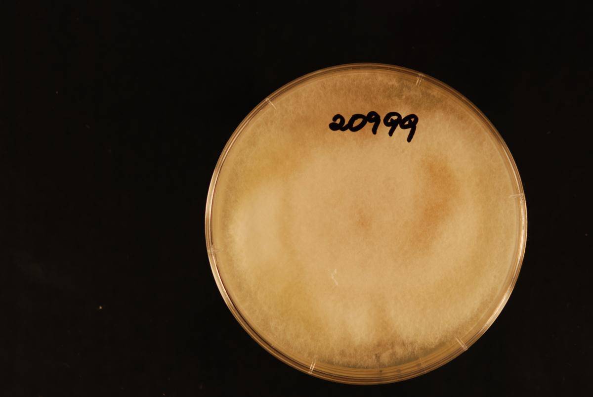 Trichoderma spirale image