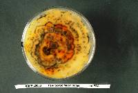 Pseudorobillarda sojae image