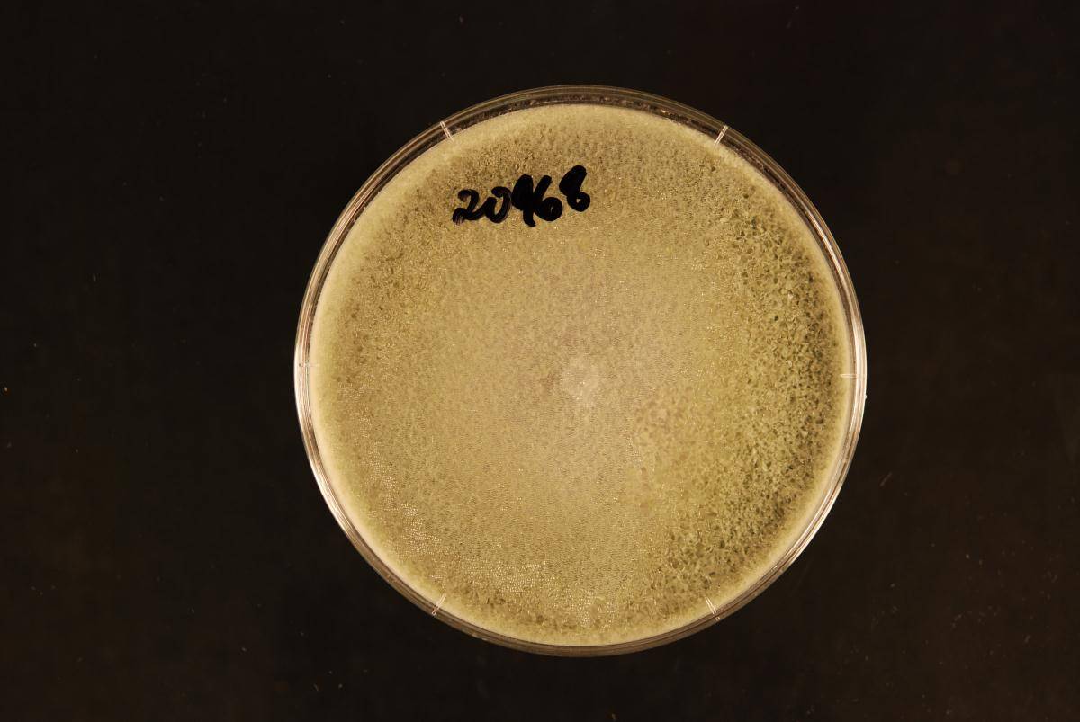 Trichoderma rossicum image