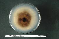 Camarosporium spartii image