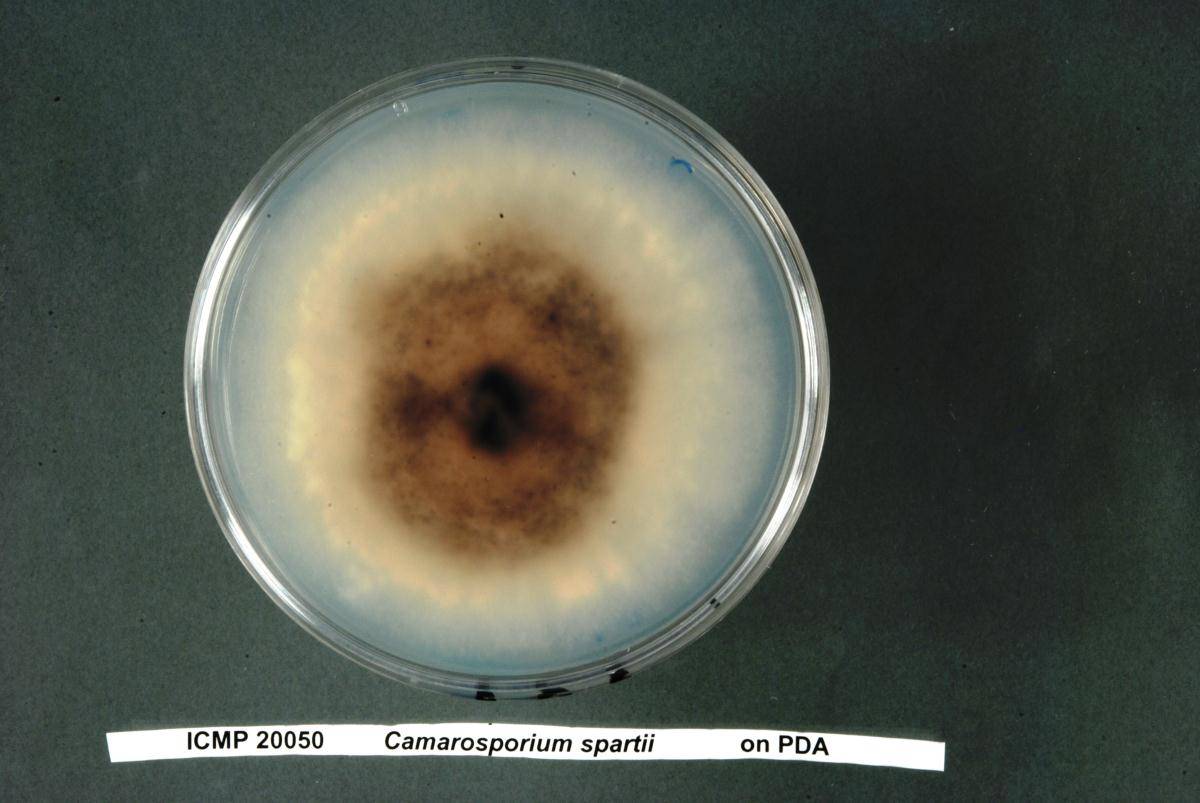 Camarosporium image