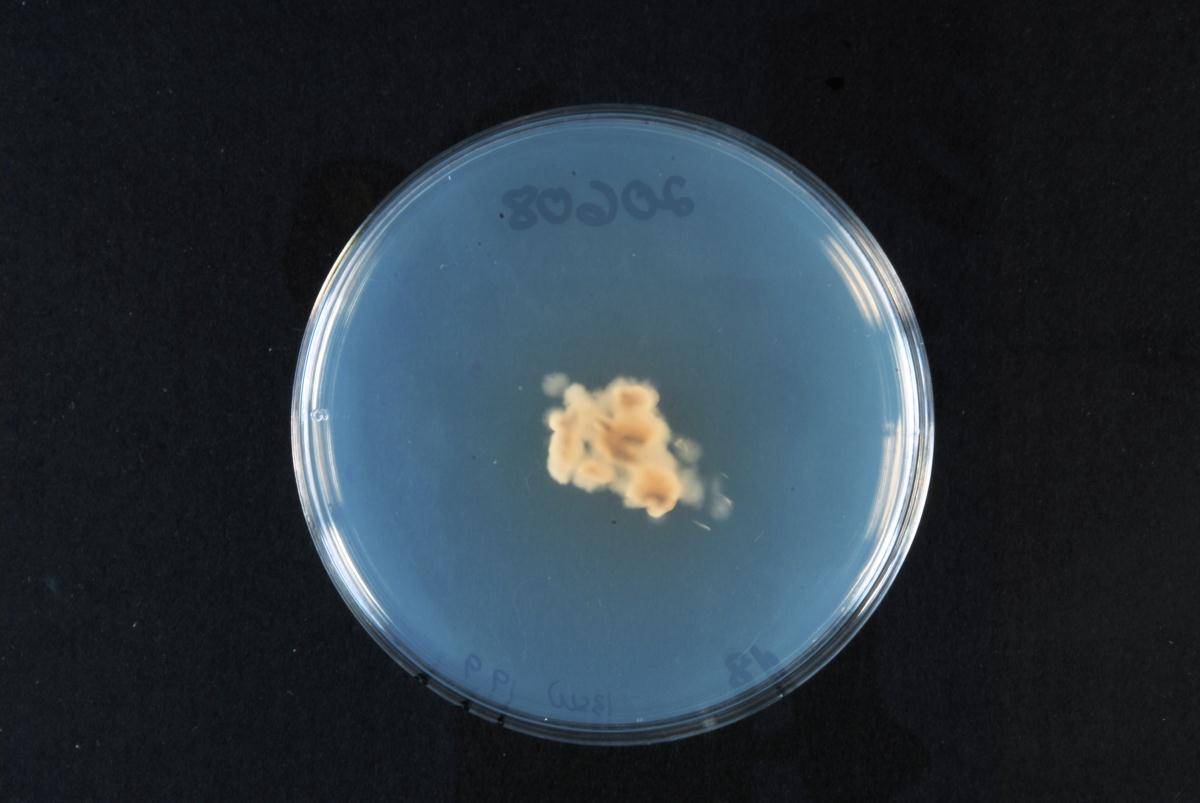 Astrosphaeriella trochus image