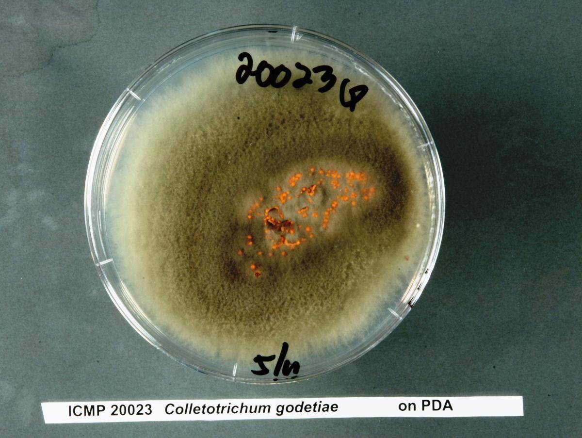 Colletotrichum godetiae image