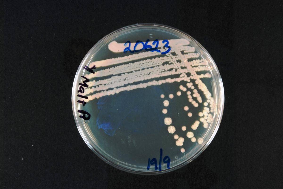 Pseudozyma image
