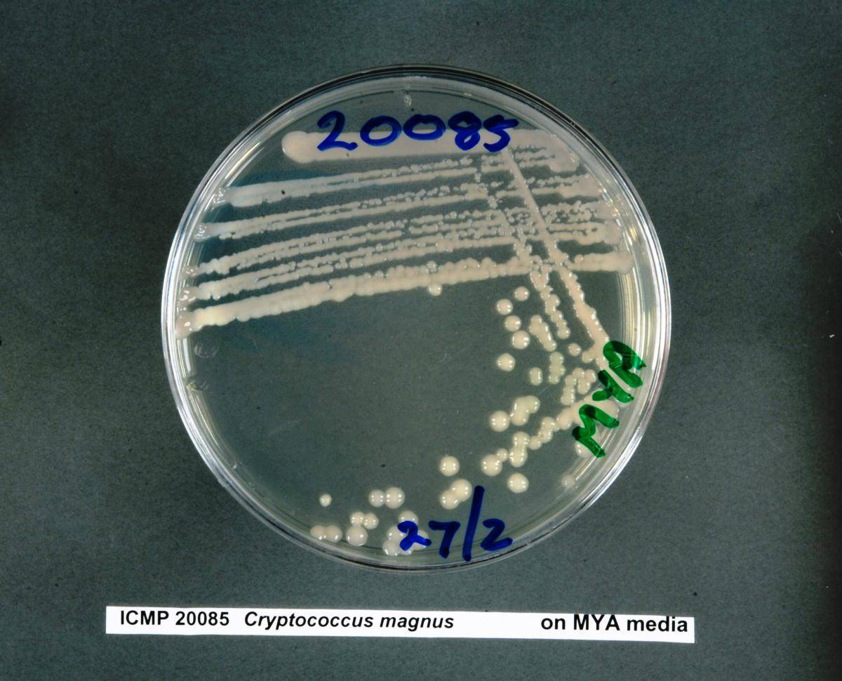 Cryptococcus magnus image