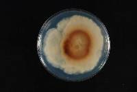 Phomopsis fukushii image