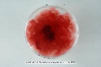 Fusarium crookwellense image