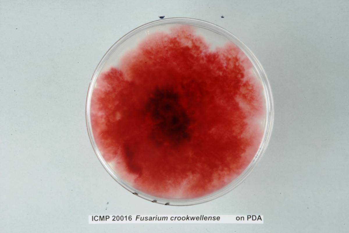 Fusarium crookwellense image