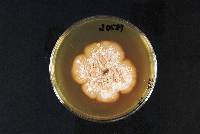 Rhodocollybia butyracea image