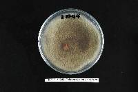 Colletotrichum godetiae image