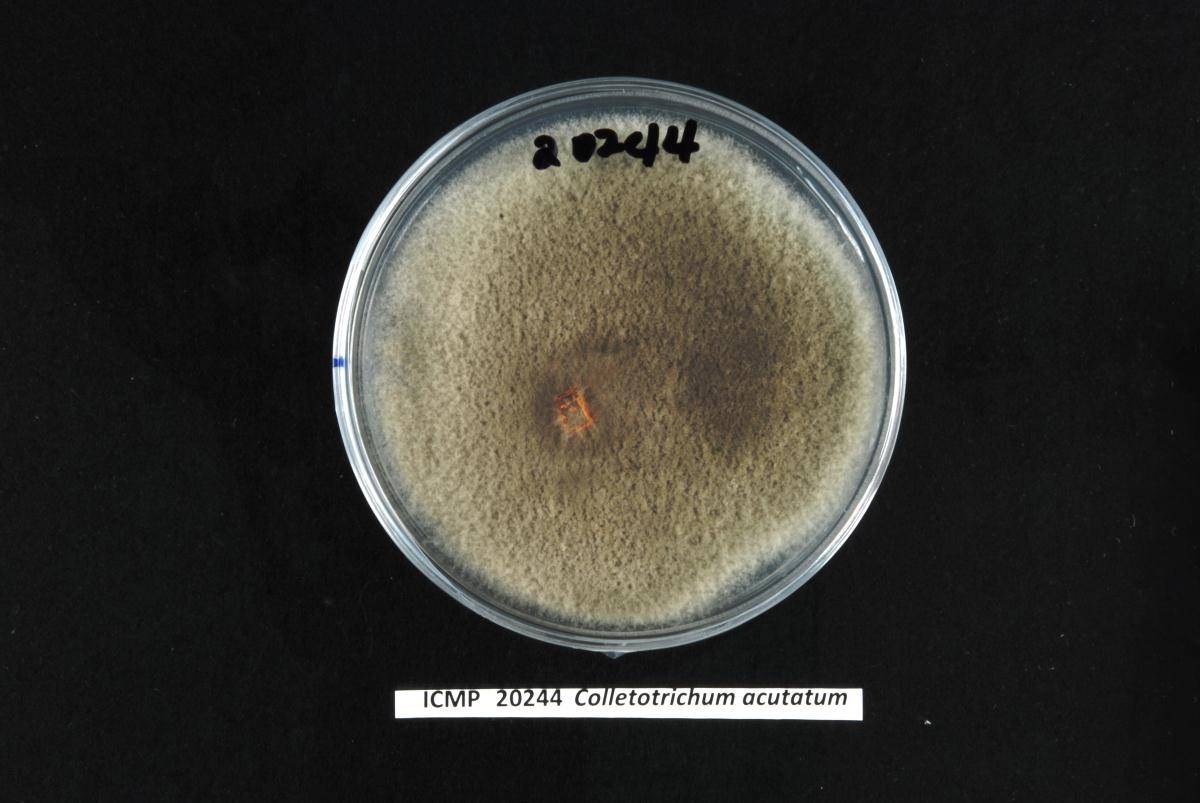 Colletotrichum godetiae image